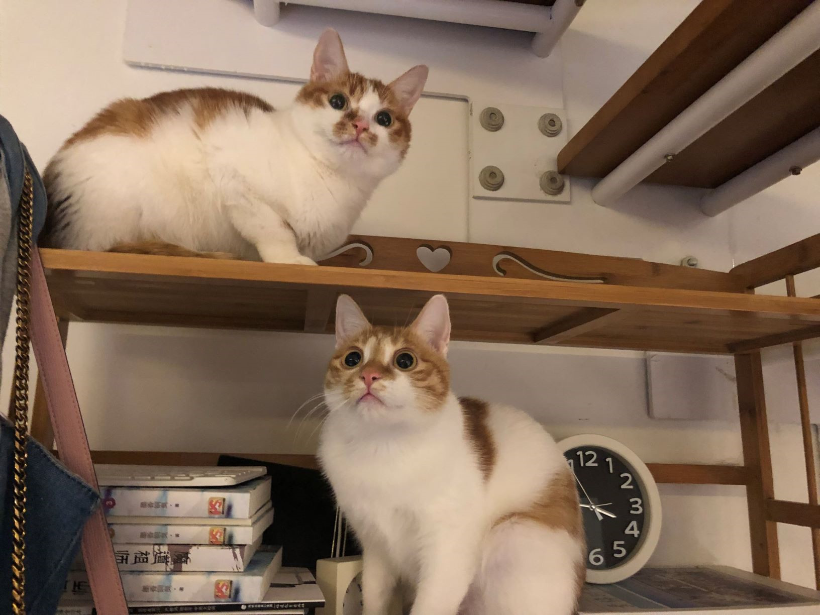 猫感染了新型冠状病毒怎么办,猫会携带新型冠状病毒吗