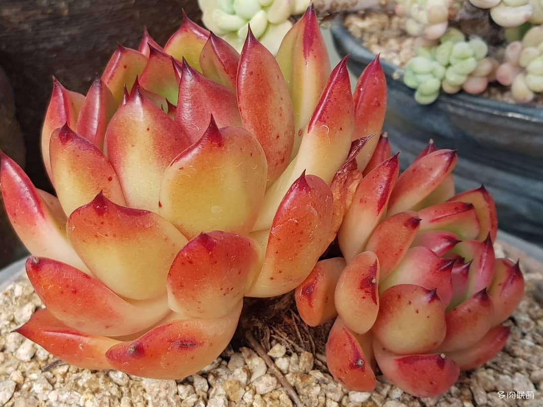 韩国大棚多肉,肉叔带你走遍韩国多肉大棚