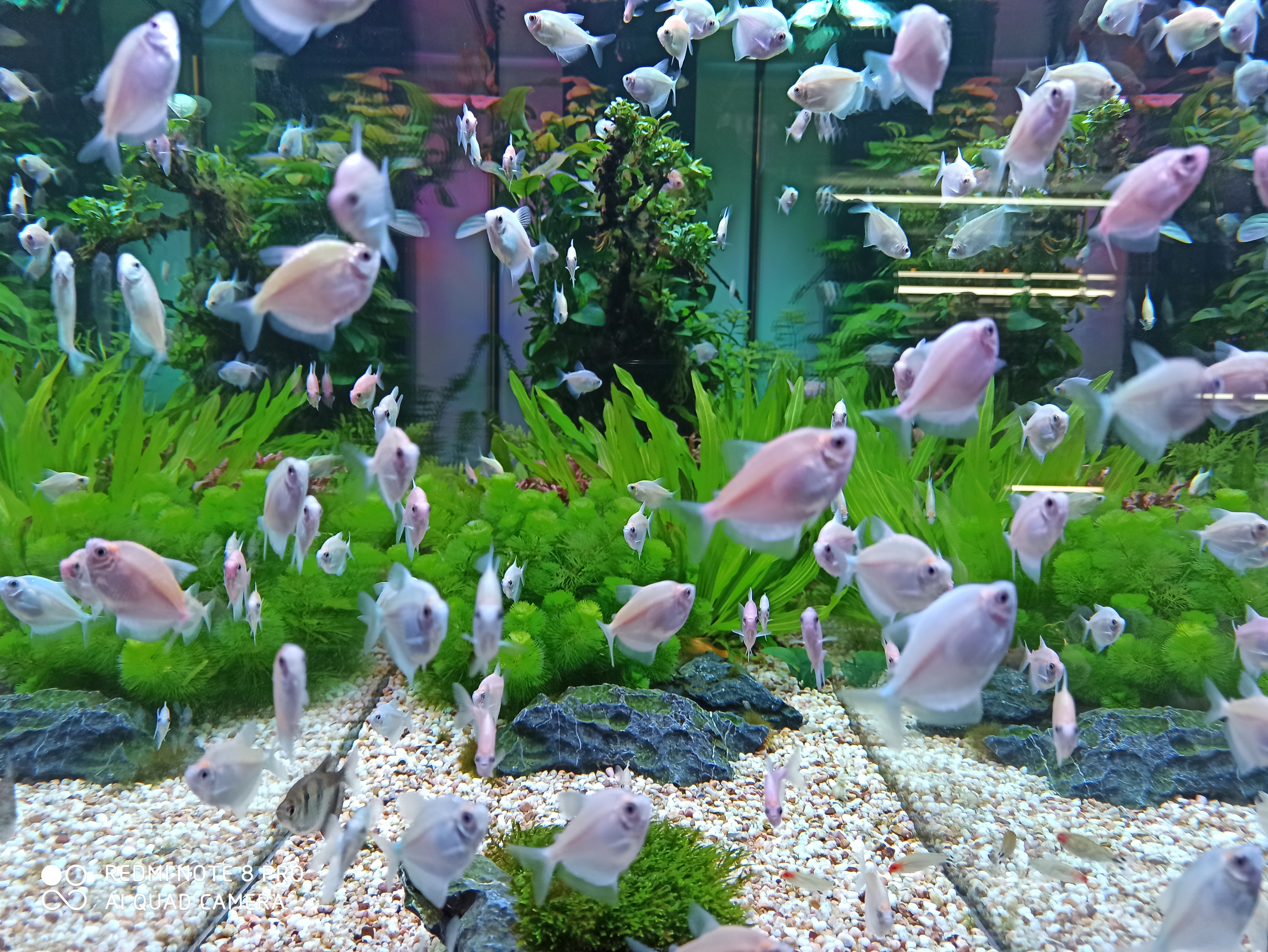 水草缸如何养虾和鱼,水草缸养好水草