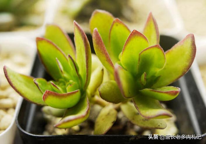 多肉天狗之舞不停的长侧芽,多肉品种天狗之舞