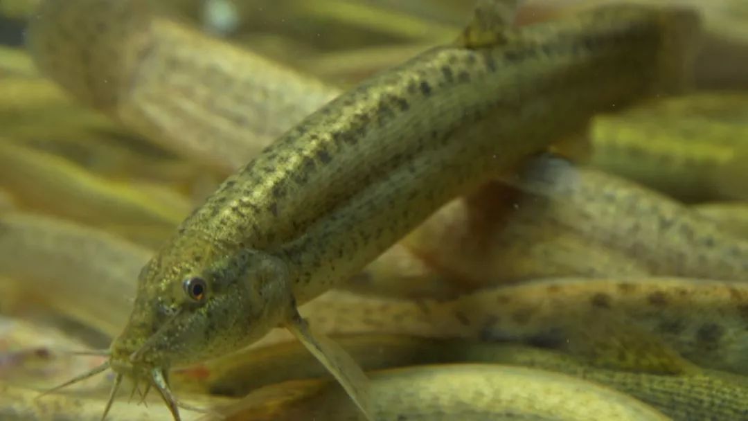 500元养殖泥鳅一年能收入多少,藕塘里养泥鳅赚了钱