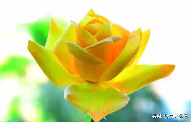 明日七夕，777幸福花送给群里所有的朋友，谁打开，谁幸福