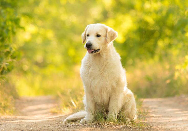 狗尿带血用什么药,狗撒尿很绿是什么原因