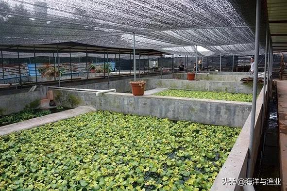 龟鳖水产新品种审定标准,绿卡中华鳖