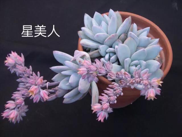 长寿花属多肉类植物,多肉类植物有哪些