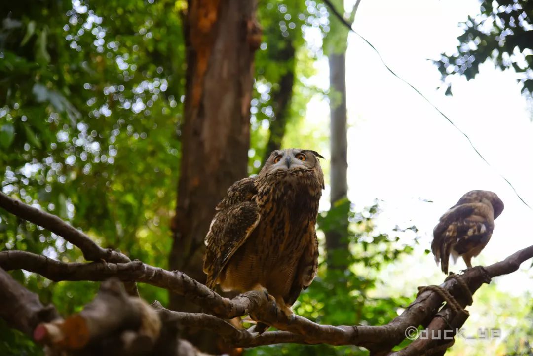 去广州长隆野生动物世界学到什么,5.1广州长隆野生动物攻略