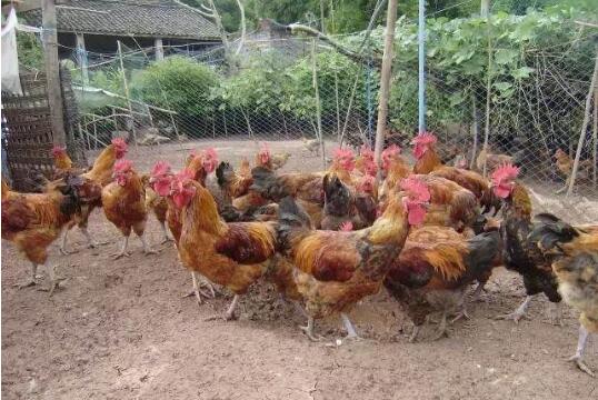 养殖2000只土鸡成本利润分析,安居区土鸡出壳鸡苗养殖利润多少