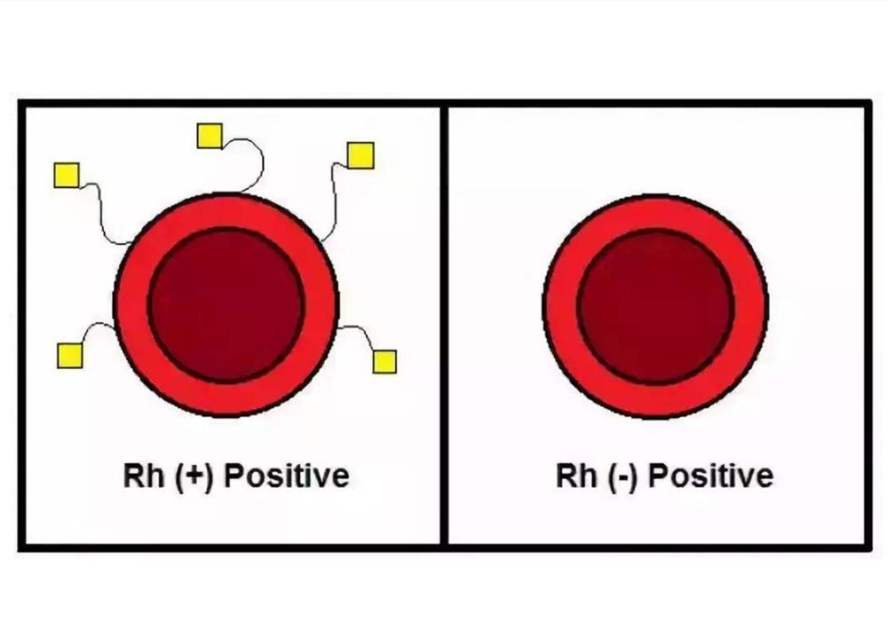 什么血型和什么血型不能生孩子,各血型都一样的可以生小孩吗