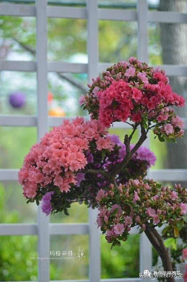 快死的杜鹃花还能救活吗,杜鹃花刚栽活就掉叶子怎么办