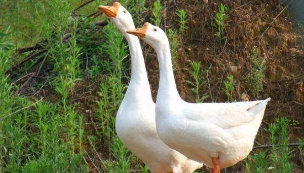 中国最有名的鹅美食,什么鹅最好吃又有名