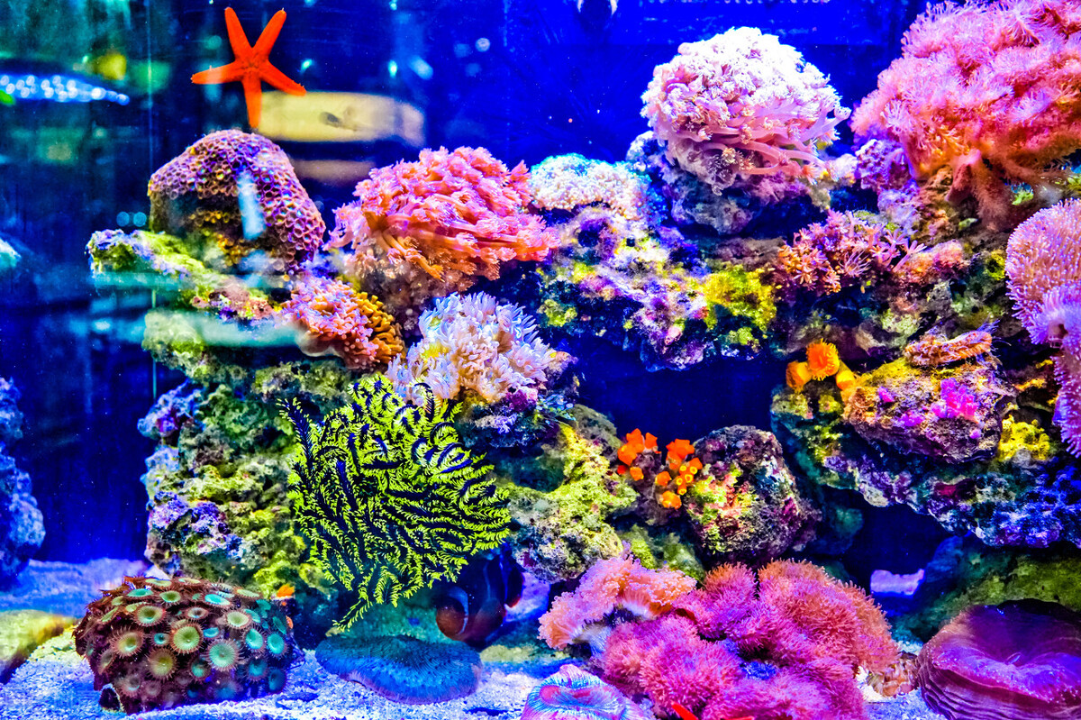 玩海水缸费钱吗,如何正确的调配海水海缸