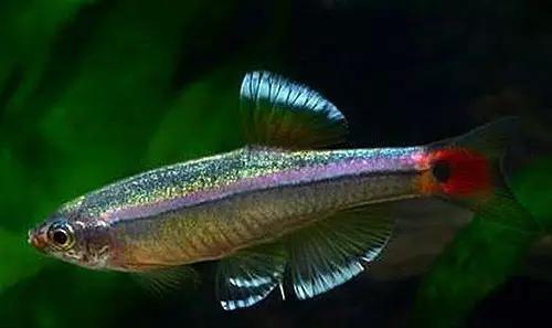 灯鱼草缸造景教程,草缸造景养什么鱼