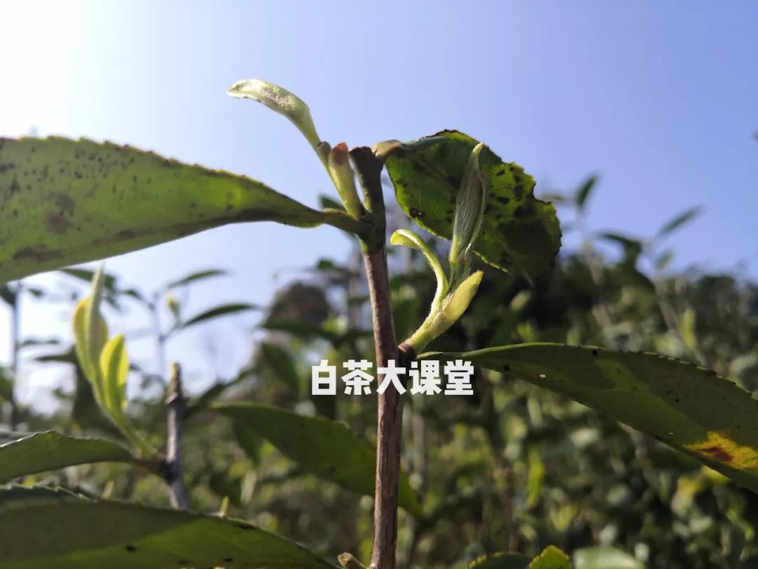 白茶好茶的标准,怎么样的白茶才是好茶