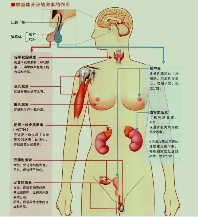 男生泌乳素过多的原因和后果,男性泌乳素高和熬夜有关吗