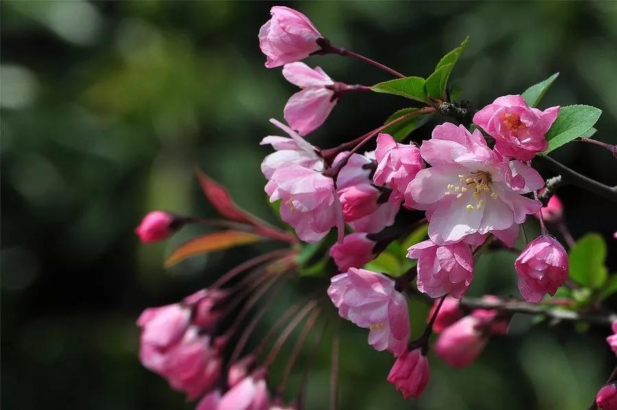 送给喜欢种花的人什么礼物,想养花却把花养死