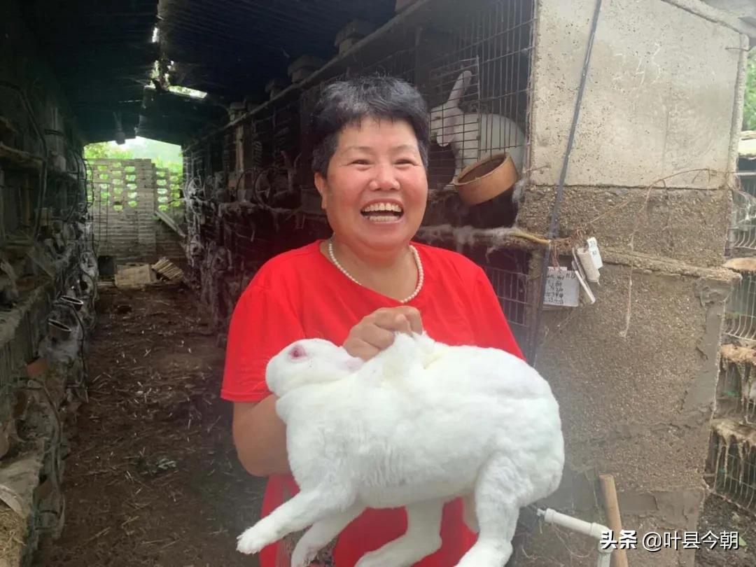 龚店镇庞小丽：人大代表变身“兔”司令