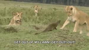 蜜獾吃毒蛇像吃辣条,蜜獾平头哥大战狮子