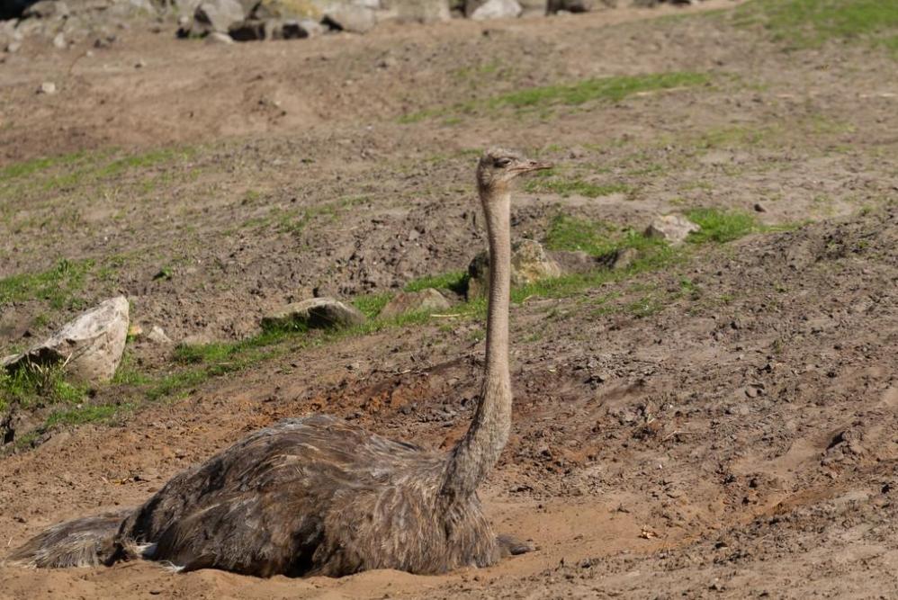 鸵鸟躲避危险的方式,鸵鸟遇到危险时会把头埋在土里吗