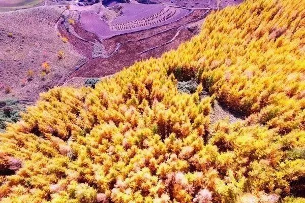 秋天最值得去的四个地方,秋天全部的风景