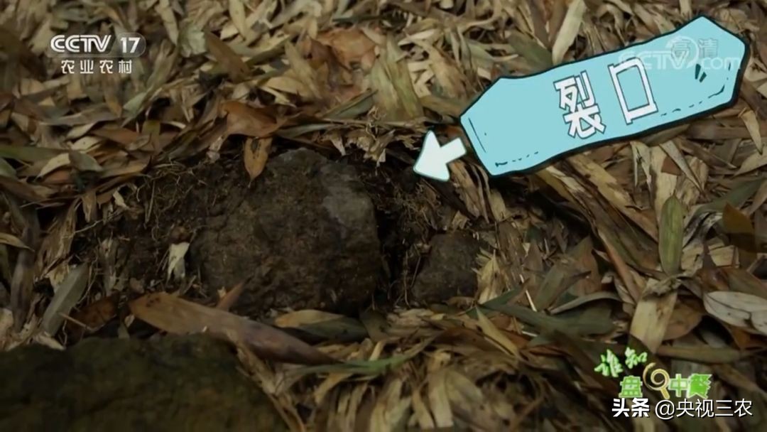 冬笋炒腊肉怎么处理去除涩味,湖南腊肉冬笋怎么做才不会有涩味