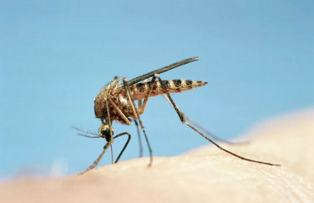 石墨烯可以防蚊子叮咬,蚊子叮咬黑科技