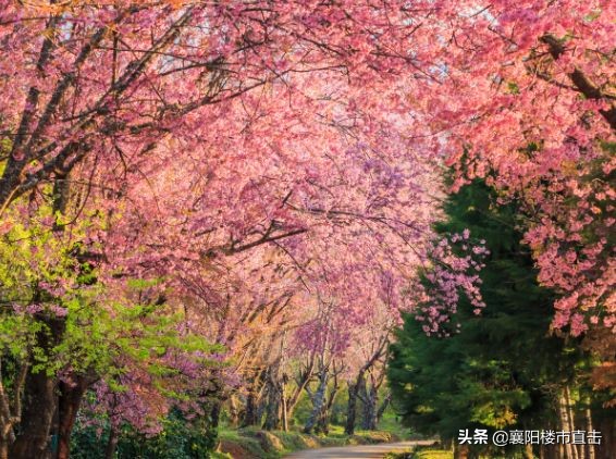 盘点襄阳排名前十的学校,襄阳好的学校推荐