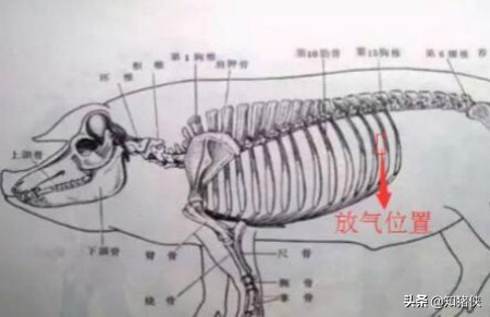 养猪场猪频繁死肚子胀气,猪肚子胀气的原因及解决方法