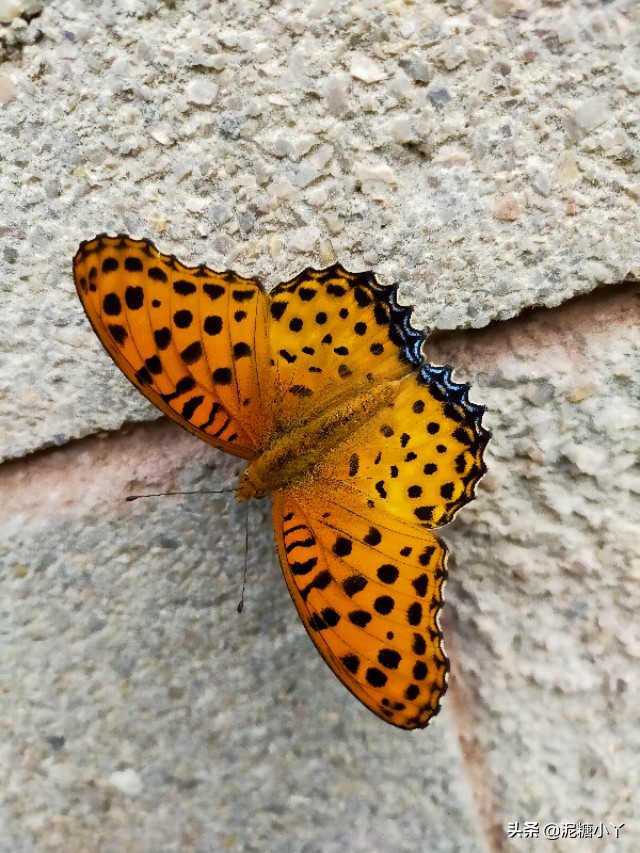 农村常见六种虫子,农村最常见的五种危险虫子