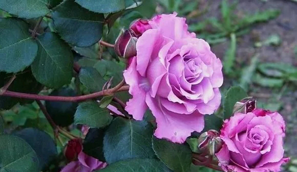 100种月季品种大全集,适合地栽的蓝紫色月季有哪些