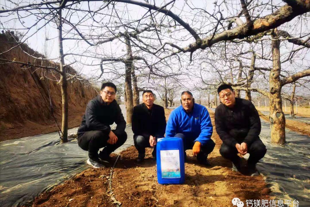 2021河南灵宝苹果硝基钙镁液体肥试验示范开启