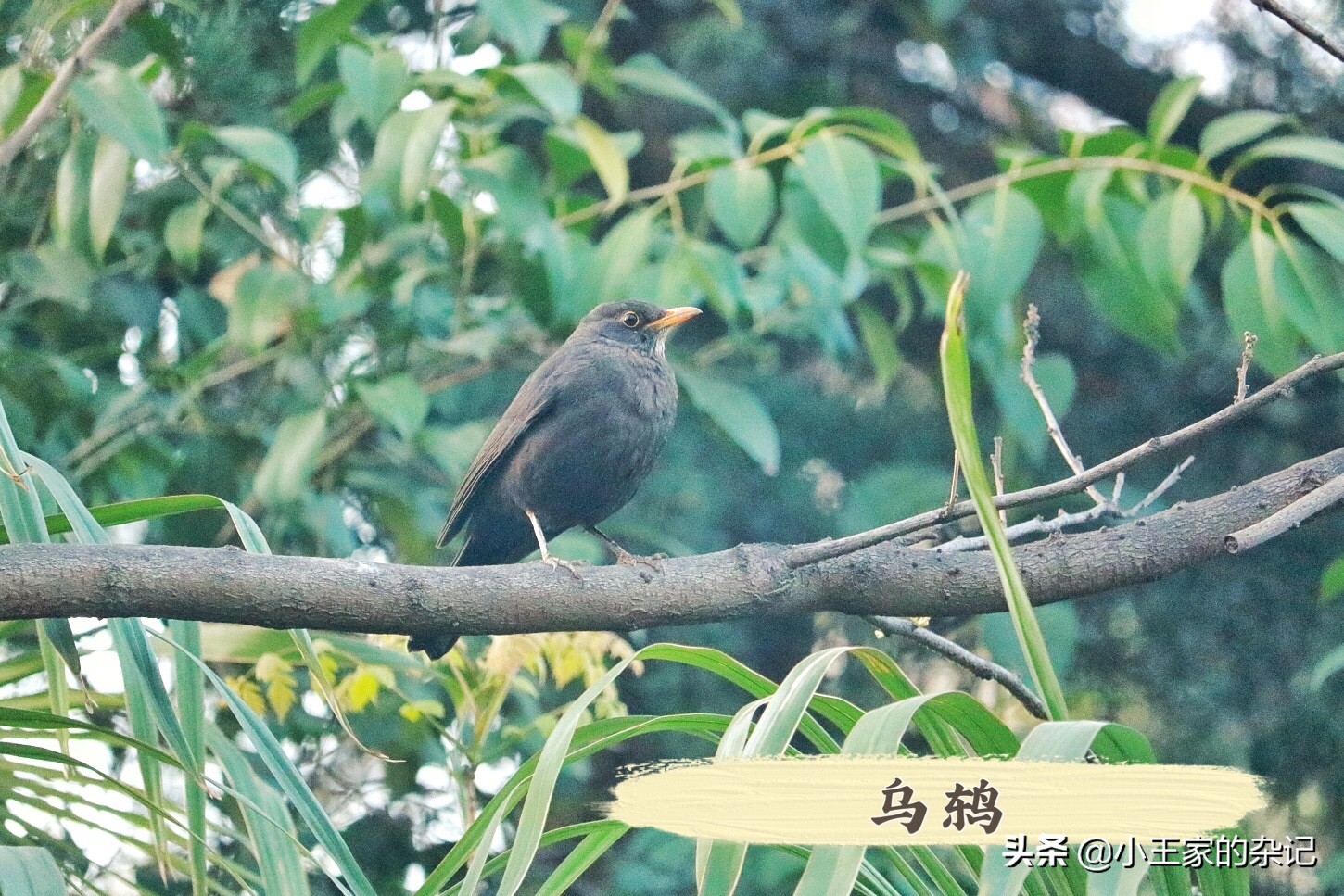 国际爱鸟日天桥岭,国际爱鸟日