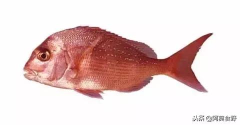 便宜常见海鲜鱼有哪些,各种名贵鱼的种类