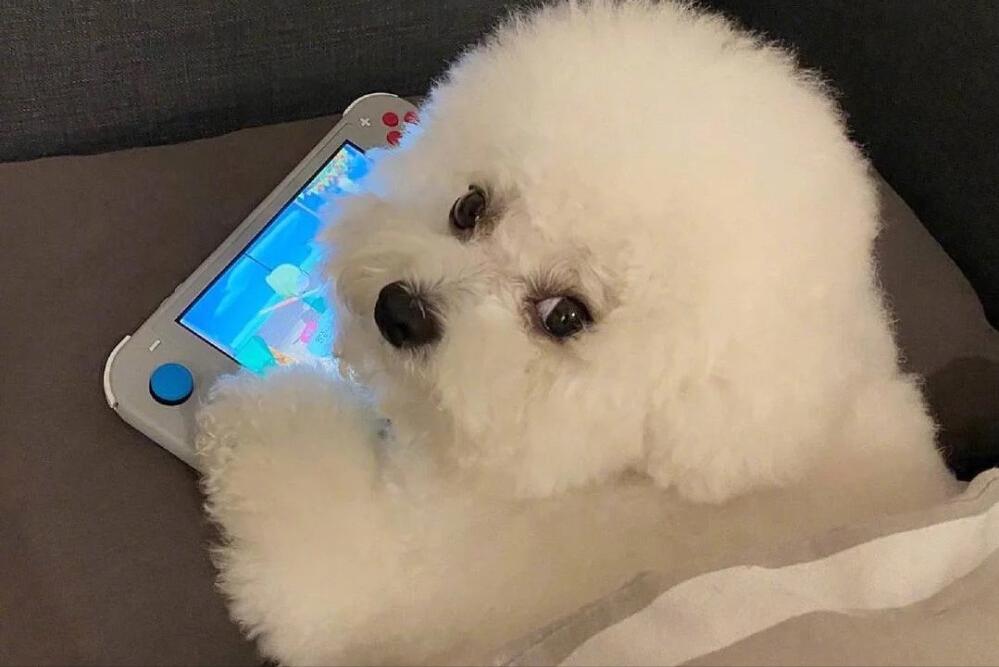 什么品种的狗狗适合有孩子家庭养,如何挑选适合自己的狗狗品种