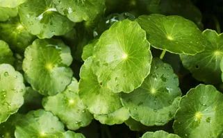 大牌点评01|莱伯妮鱼子酱精华好用吗？