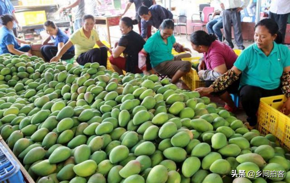 海南产地直发贵妃芒,海南产地树熟贵妃芒