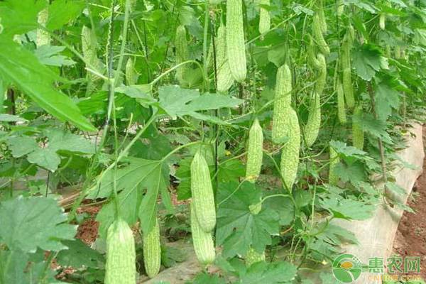 温室苦瓜嫁接方法,大棚嫁接苦瓜种植技术及施肥方法