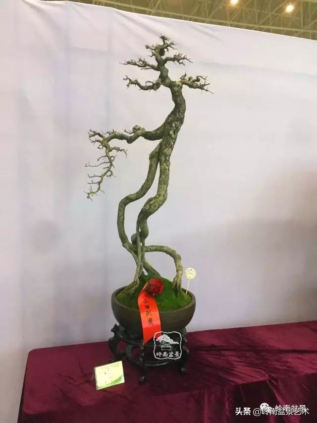 以根代杆下细上粗式盆景图片,各种老根盆景