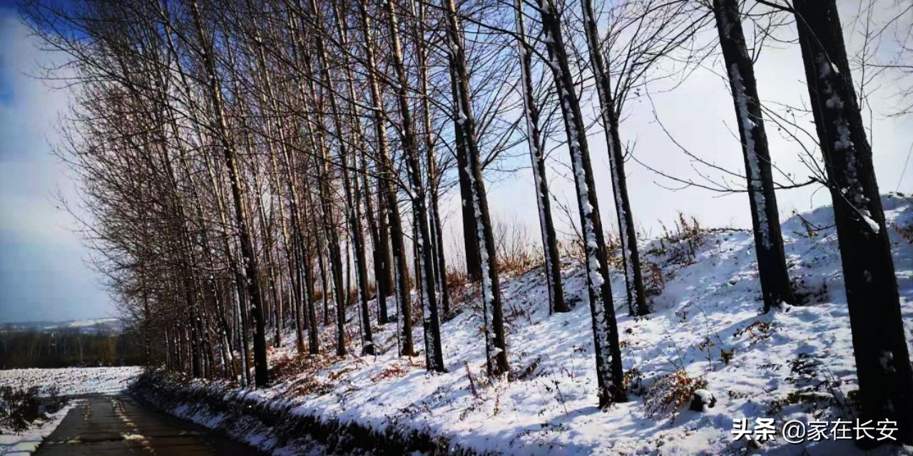 白雪柿子,秦岭草甸高山野菊花