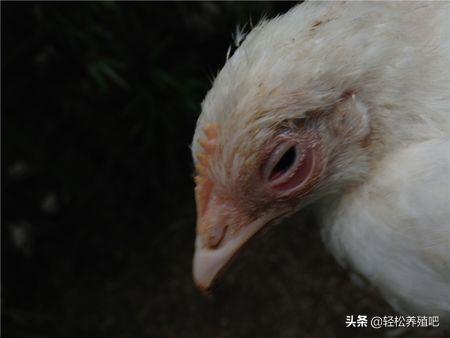 鸡流眼泪怎么治疗最好,导致鸡群流眼泪的病有哪些