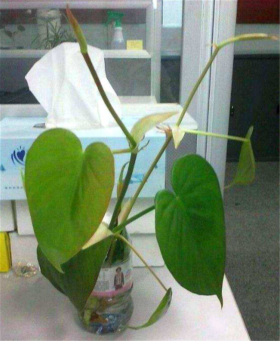 心叶绿萝的养殖方法,心叶藤盆栽技巧