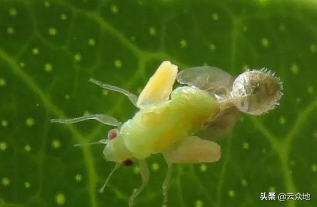 柑橘春梢用什么防木虱,南丰蜜桔6月份柑橘管理重点