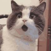 o型血蚊子比较喜欢咬吗,听说蚊子喜欢喝o型血这是真的吗