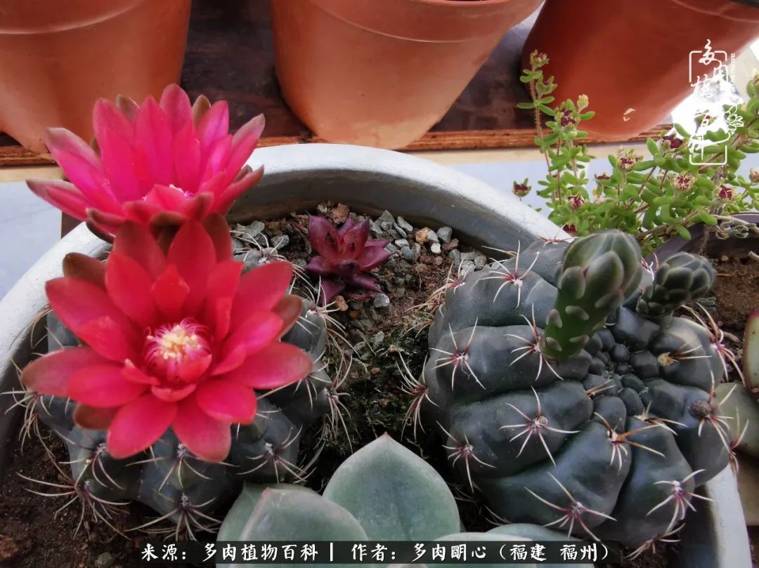 唯美雅致意境飘逸的多肉,蝶舞悠然多肉视频