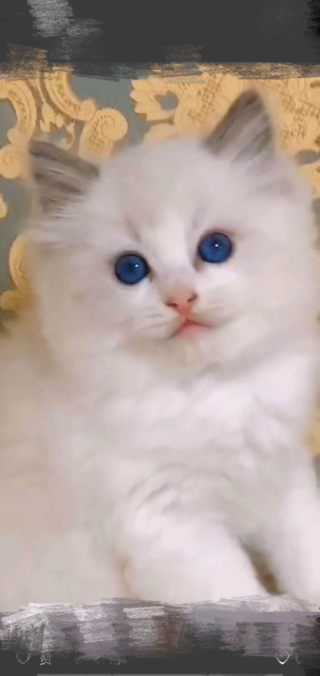 后院猫是什么,后院布偶猫什么意思