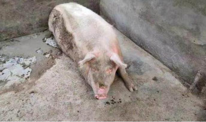 母猪死胎38.2怎么办,母猪产特别小死胎是什么原因