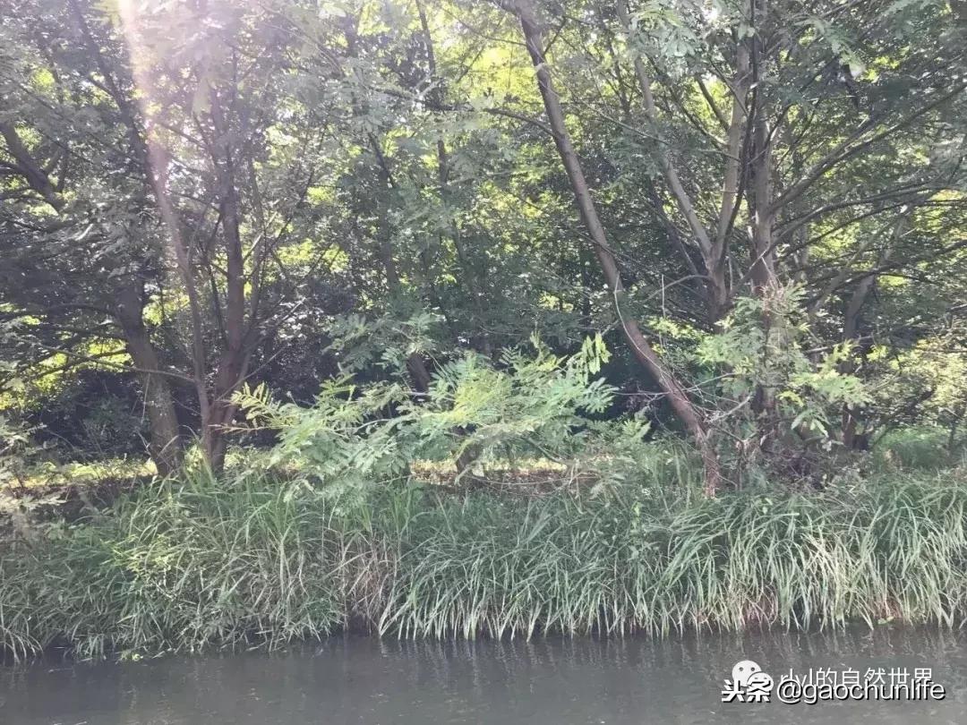 大草龟和小草龟谁好养,变异草龟和草龟的区别