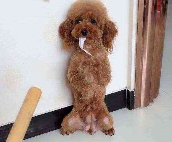 这几类情况下最好不要给狗狗洗澡,泰迪犬的名字