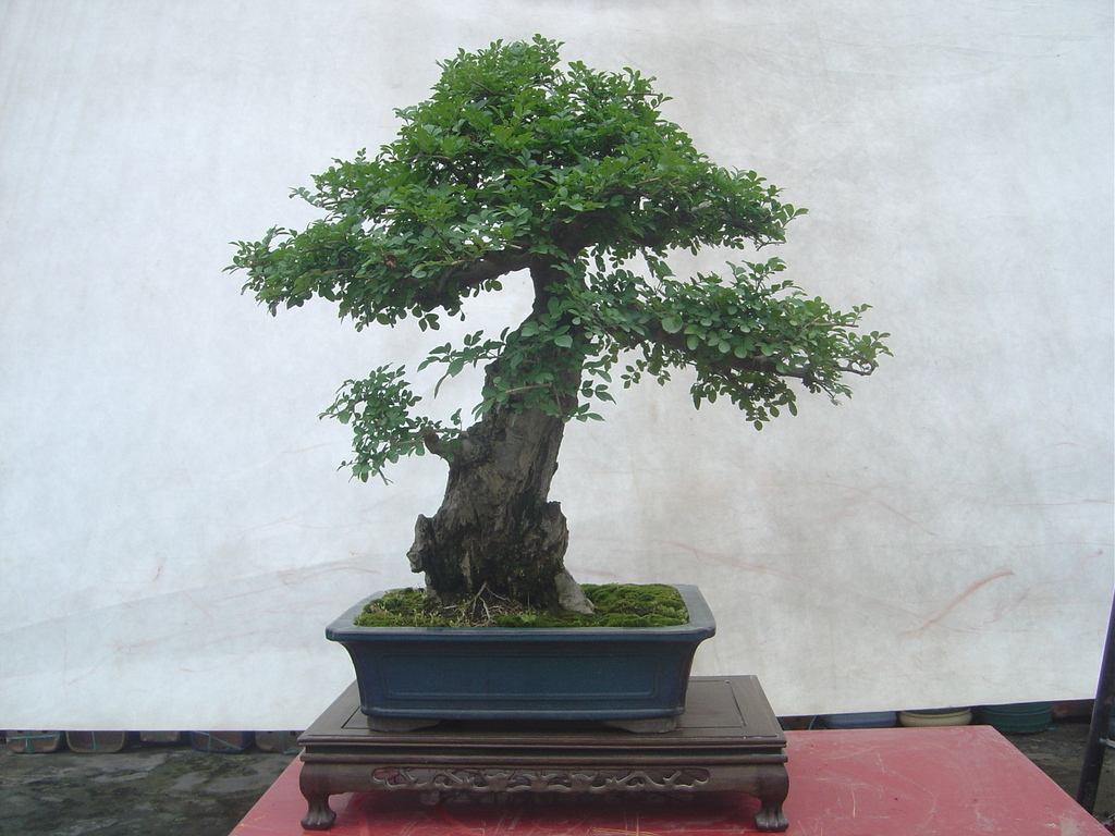 白蜡盆景好养活吗,白蜡盆景的养法和管理