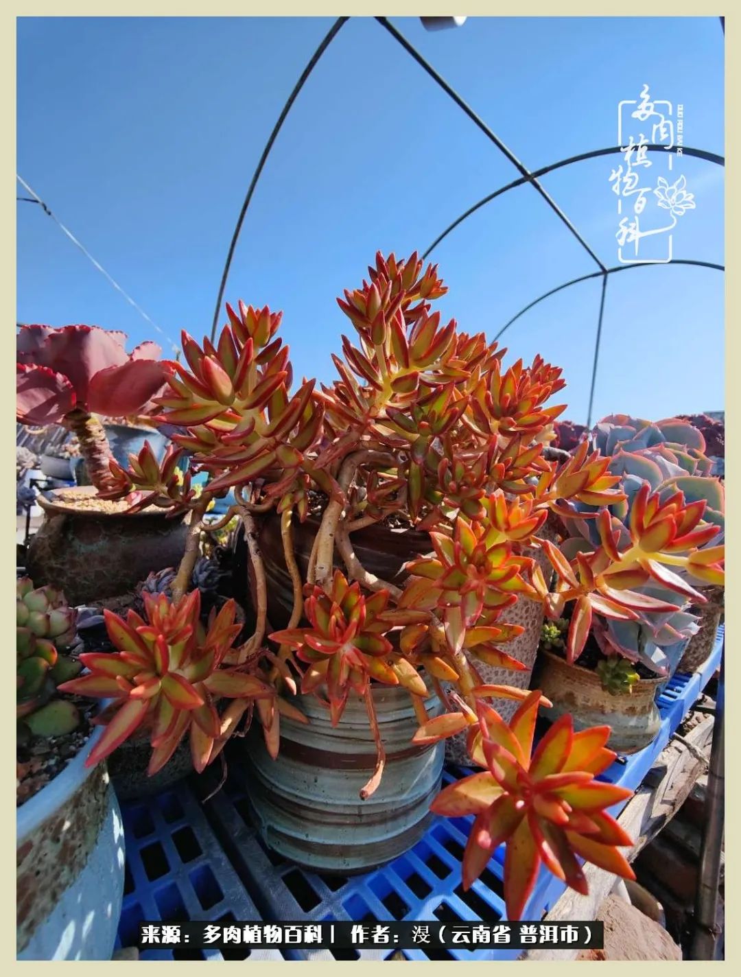 深情不及久伴,厚爱无需多言,择一“爱”,护一生