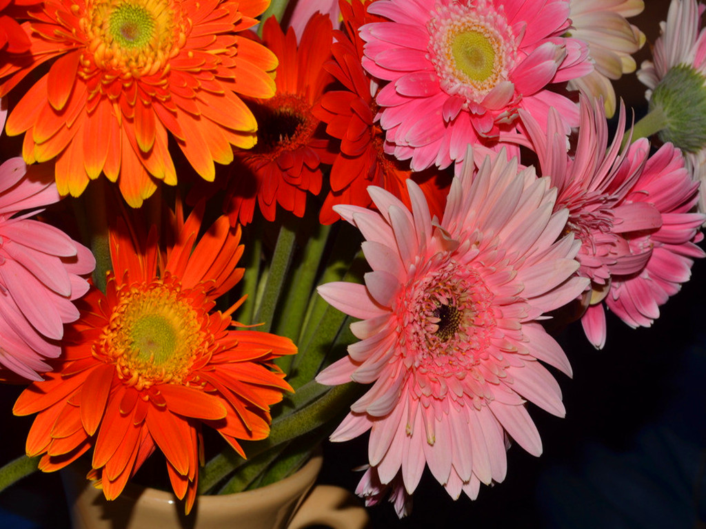 非洲菊烂根.红蜘蛛等病虫害，能治，但最好从预防抓起